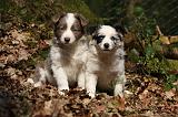 BORDER COLLIE 1102